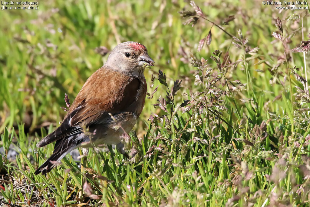 Common Linnet male adult, eats