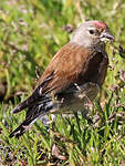 Linotte mélodieuse