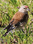 Common Linnet