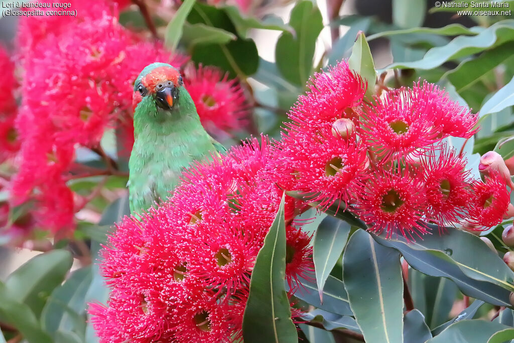 Musk Lorikeetadult, identification