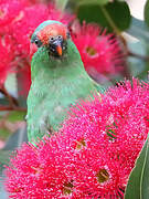 Musk Lorikeet