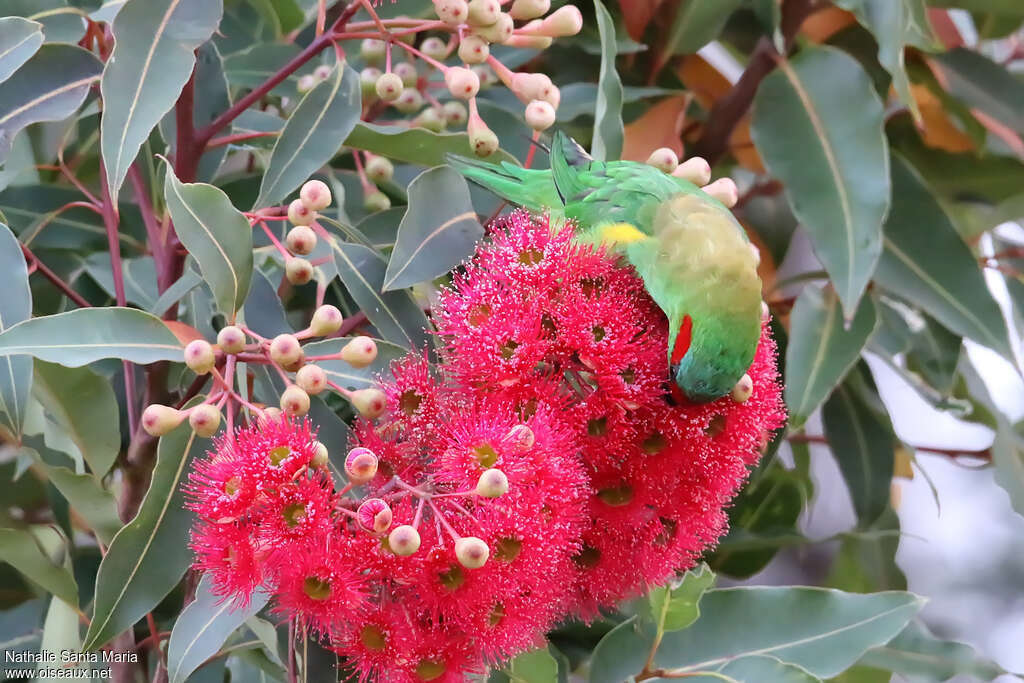 Musk Lorikeetadult, feeding habits, eats