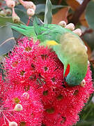 Musk Lorikeet