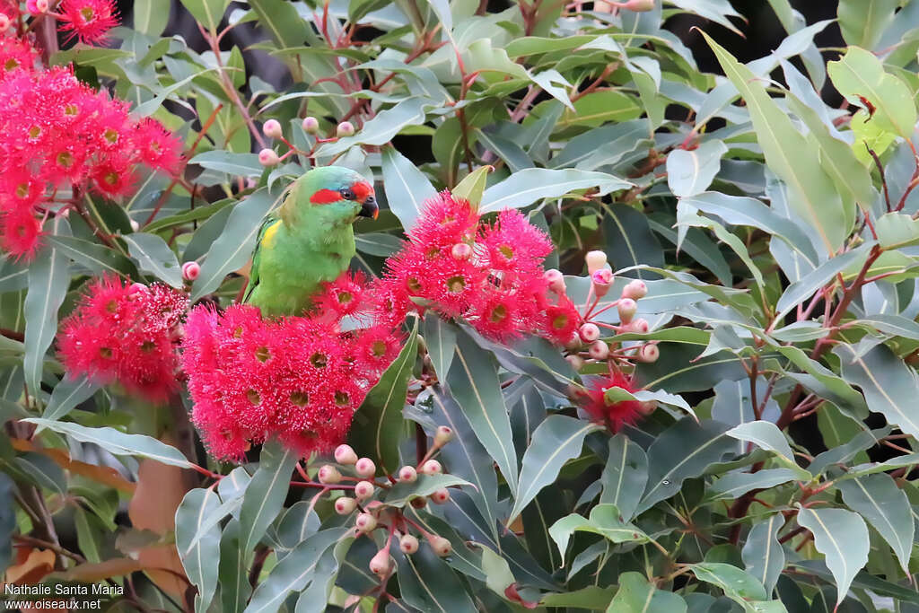 Musk Lorikeetadult, close-up portrait, feeding habits