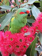 Musk Lorikeet