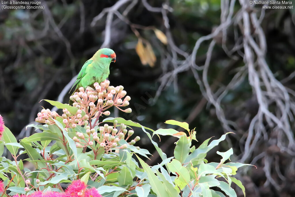 Musk Lorikeetadult, habitat