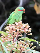 Musk Lorikeet