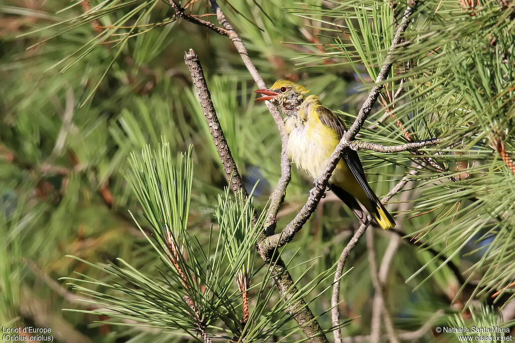 Eurasian Golden Oriole female adult, identification, song