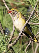 Eurasian Golden Oriole