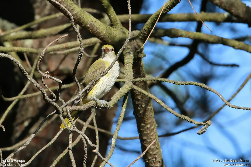 Loriot d'Europe1ère année, identification