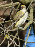 Eurasian Golden Oriole