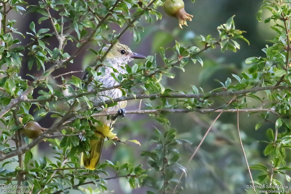 Eurasian Golden Oriolejuvenile, identification