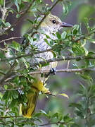 Eurasian Golden Oriole