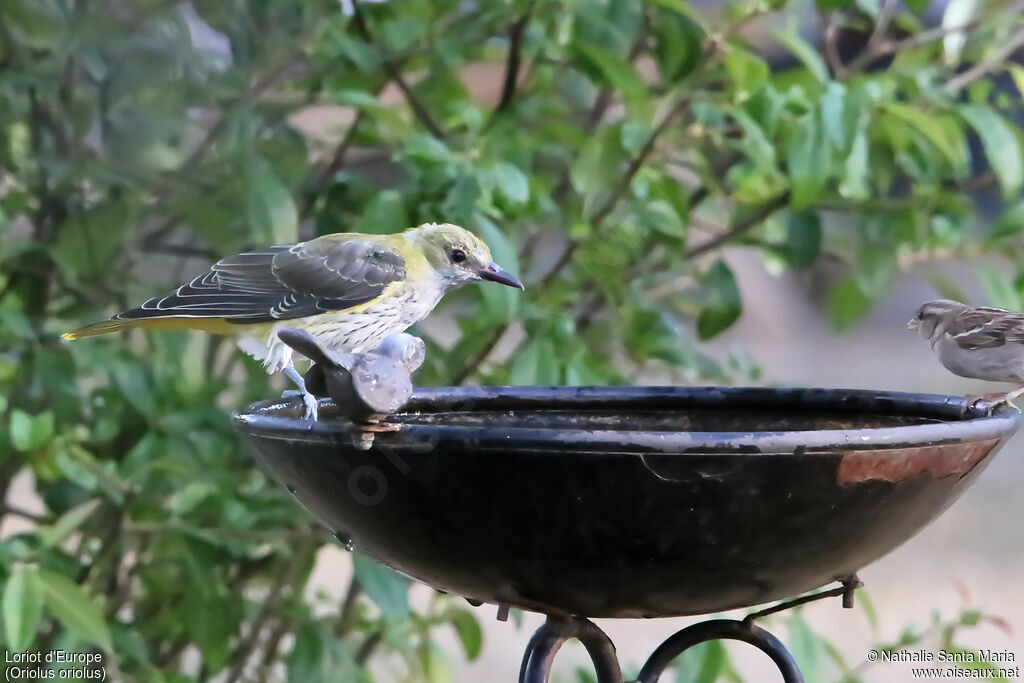 Eurasian Golden Oriolejuvenile, identification, drinks