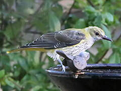 Eurasian Golden Oriole