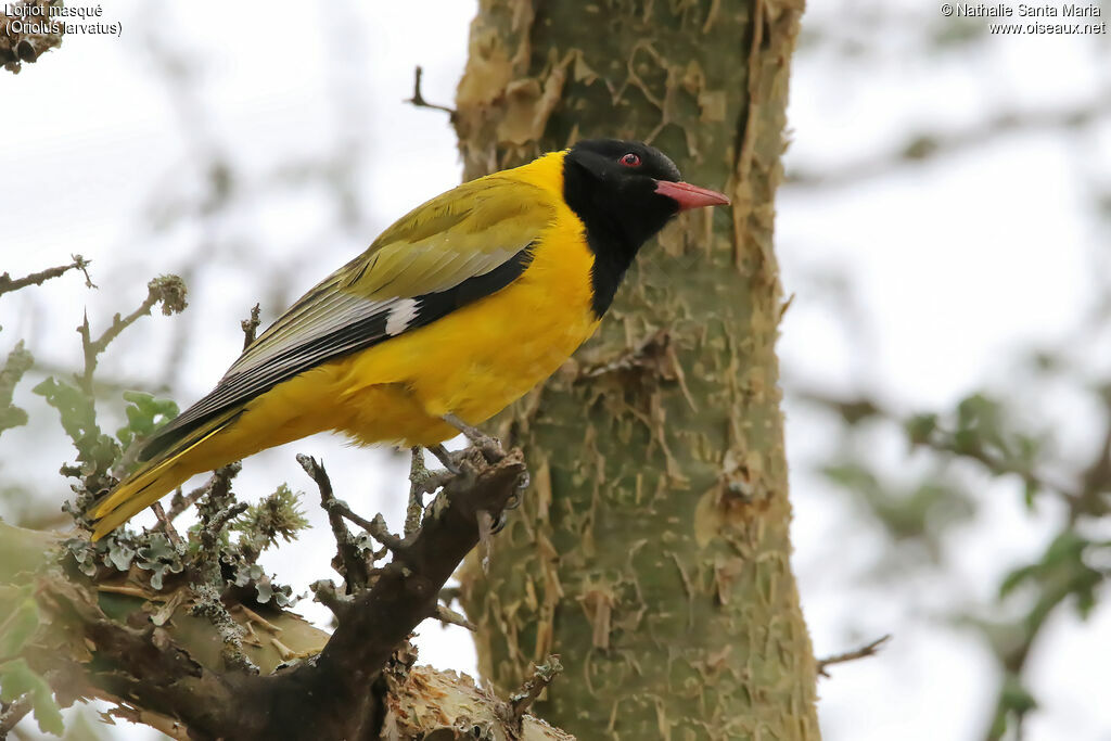 Black-headed Orioleadult, identification, habitat