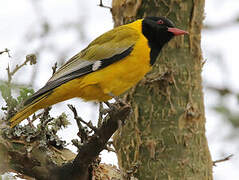 Black-headed Oriole