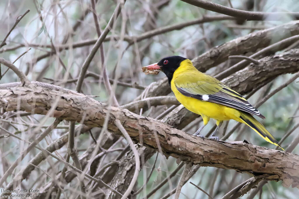 Black-headed Orioleadult, identification