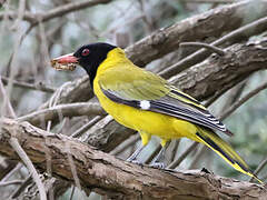 Black-headed Oriole