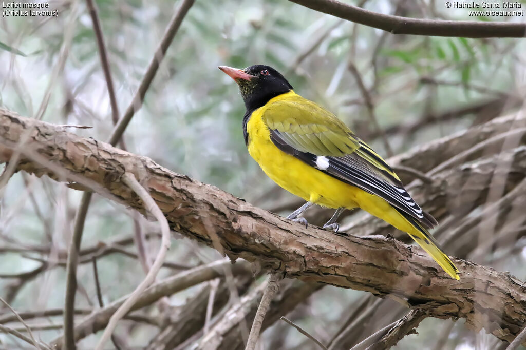 Black-headed Orioleadult, identification, habitat