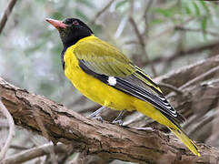 Black-headed Oriole