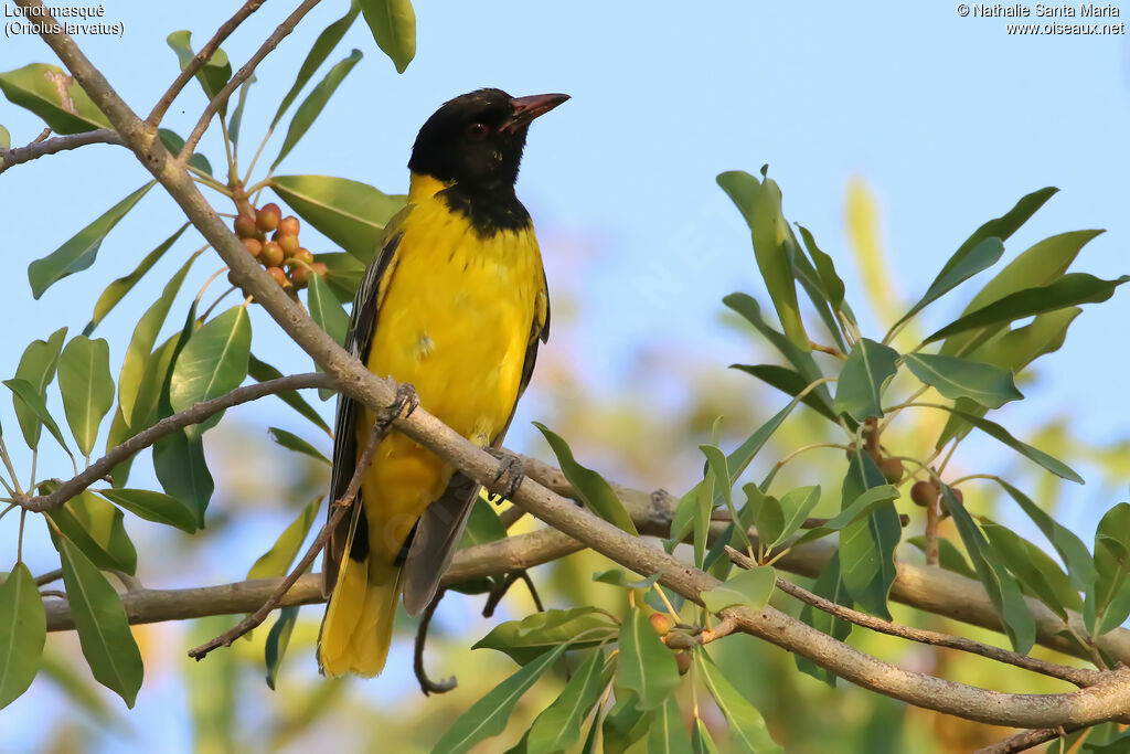 Loriot masquéimmature, identification, habitat