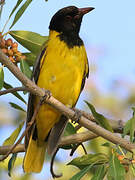 Black-headed Oriole