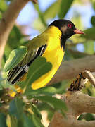 Black-headed Oriole