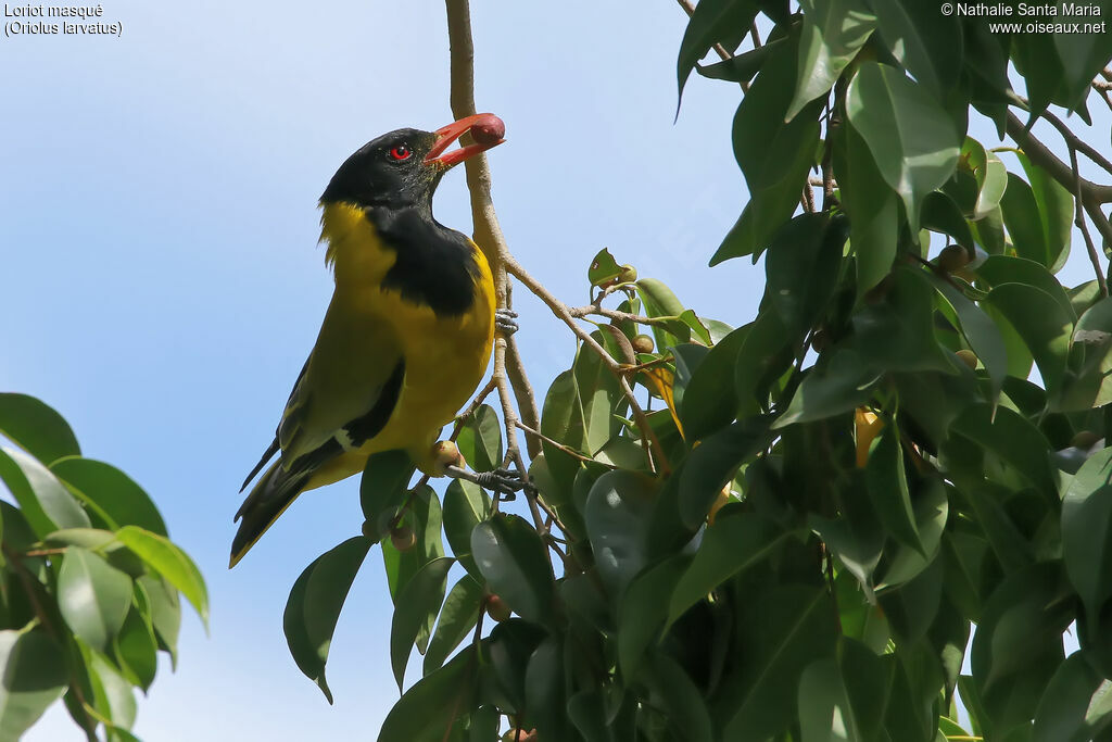 Black-headed Orioleadult, identification, habitat, feeding habits