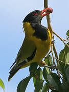 Black-headed Oriole