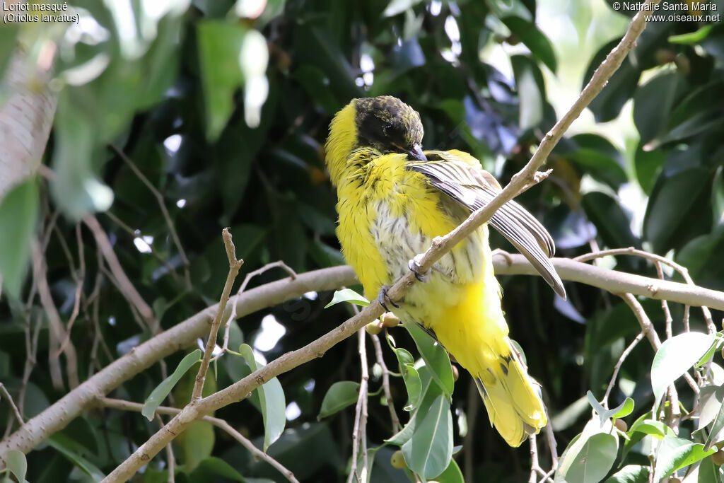 Black-headed Oriolejuvenile, identification, habitat, care