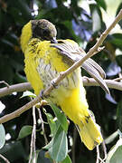 Black-headed Oriole