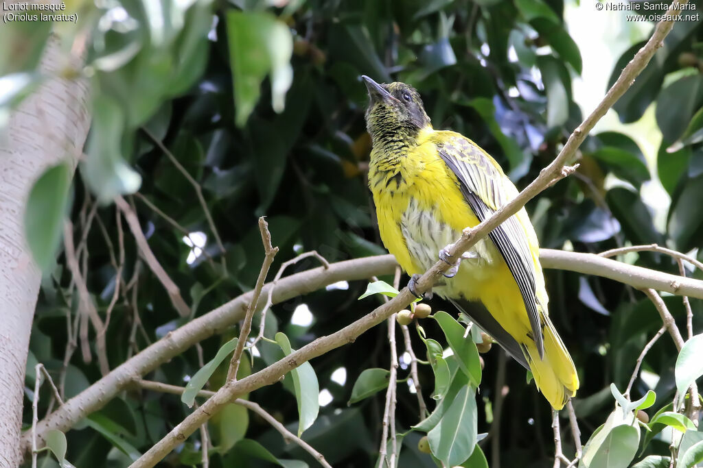 Black-headed Oriolejuvenile, identification, habitat