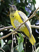 Black-headed Oriole