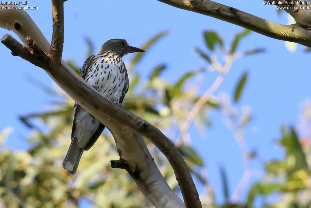 Olive-backed Orioleadult, identification