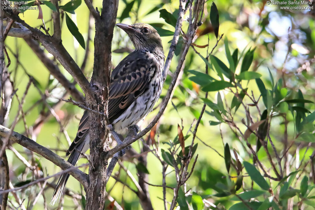 Olive-backed Orioleimmature, identification