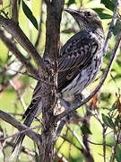 Olive-backed Oriole