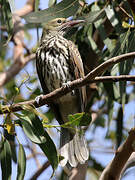 Olive-backed Oriole