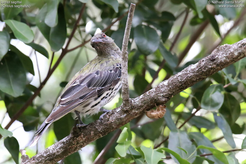 Loriot sagittaladulte, identification