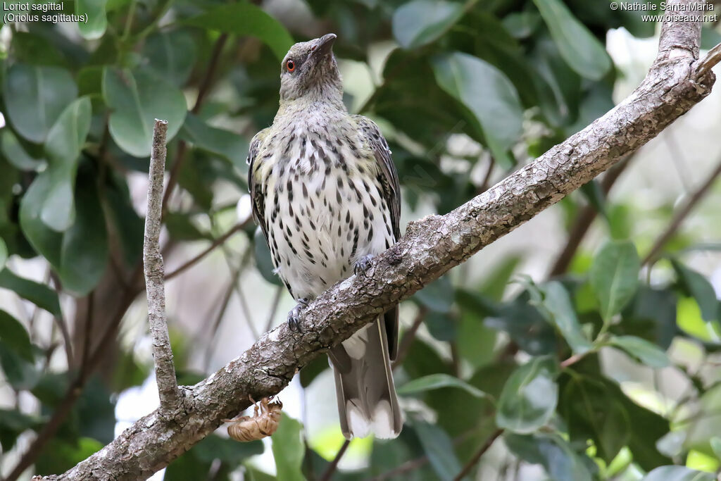 Loriot sagittaladulte, identification