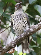 Olive-backed Oriole