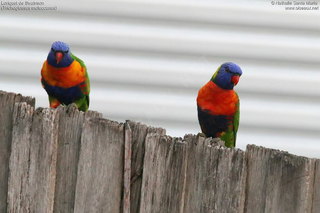 Rainbow Lorikeetadult, habitat