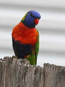 Rainbow Lorikeet