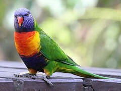 Rainbow Lorikeet