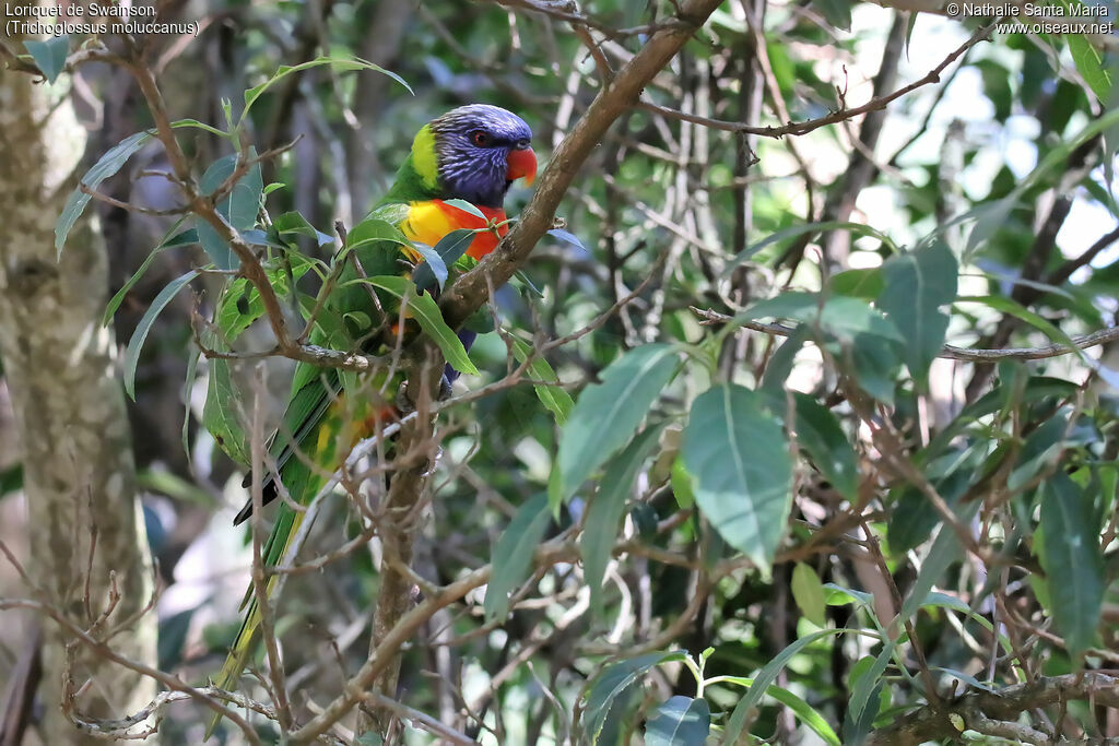 Rainbow Lorikeetadult, habitat