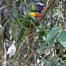 Loriquet de Swainson
