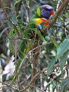 Rainbow Lorikeet