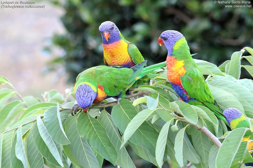 Rainbow Lorikeet, habitat