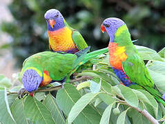 Rainbow Lorikeet