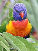 Rainbow Lorikeet